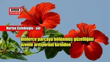 Narçiçeği sevgi / Nurten Çelebioğlu