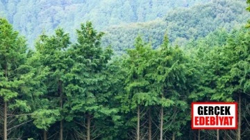 Ormansızlaşmanın Önlenmesi Makale Yarışması