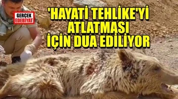 Yaralı anne ayının iyileşmesi için dua ediyorlar