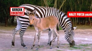 Yılmaz Özdil'in 'Zebra'sı ve eşek / Halit Payza