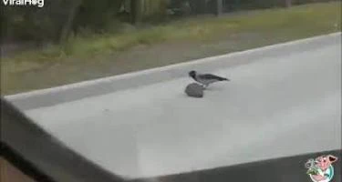 Otoyolda arkadaşı kirpiyi karşıya geçiren karga