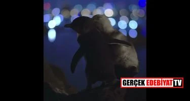 Romantik aşık penguenler